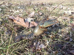 Lacunicambarus nebrascensis