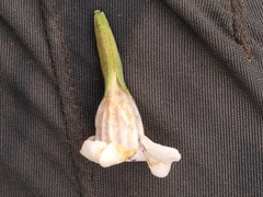Dyschoriste venturii