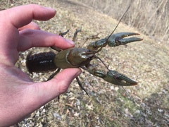 Lacunicambarus nebrascensis