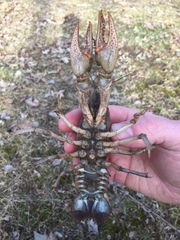 Lacunicambarus nebrascensis