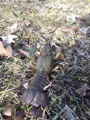 Lacunicambarus nebrascensis