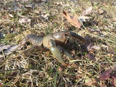 Lacunicambarus nebrascensis