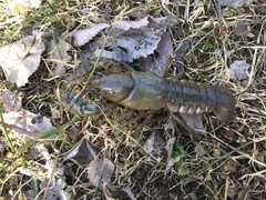 Lacunicambarus nebrascensis