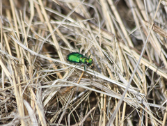 Cicindela decemnotata meriwetheri