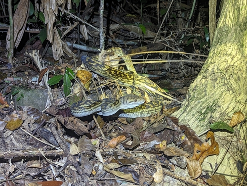Australian Scrub Python sighting