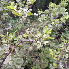 Bulnesia foliosa
