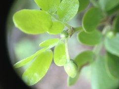 Bulnesia foliosa