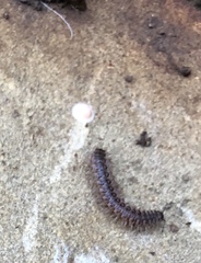 Pseudopolydesmus erasus