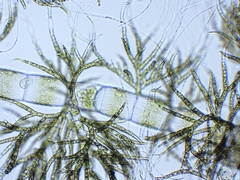 Draparnaldia glomerata