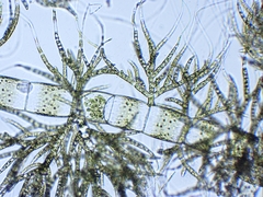 Draparnaldia glomerata