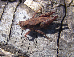 Tettigidea