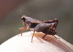 Tettigidea