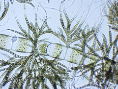 Draparnaldia glomerata