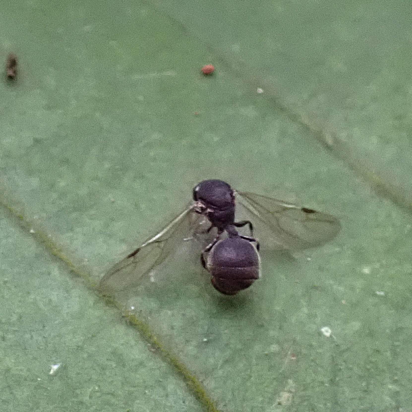 Gauromyrmex