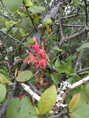 Justicia xylosteoides