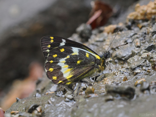 Delias oktanglap