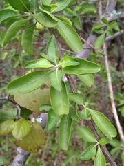 Justicia xylosteoides