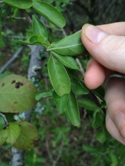 Justicia xylosteoides