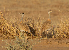 Nubian Bustard photo 2
