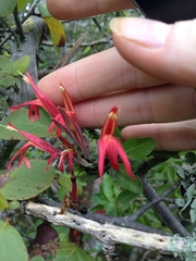 Justicia xylosteoides
