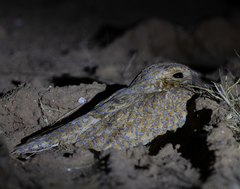 Golden Nightjar photo 2
