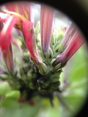 Justicia xylosteoides