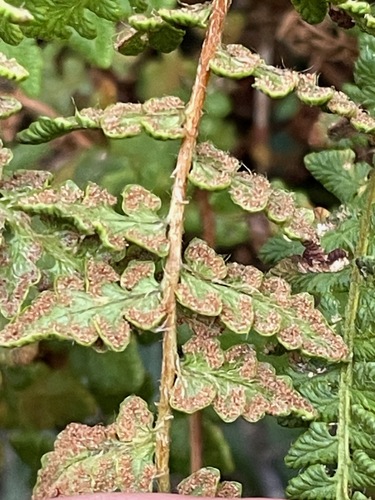 rusty woodsia