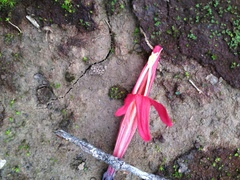 Justicia xylosteoides