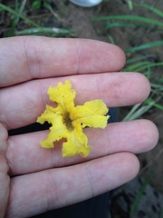 Tabebuia nodosa