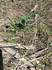 Mertensia oblongifolia