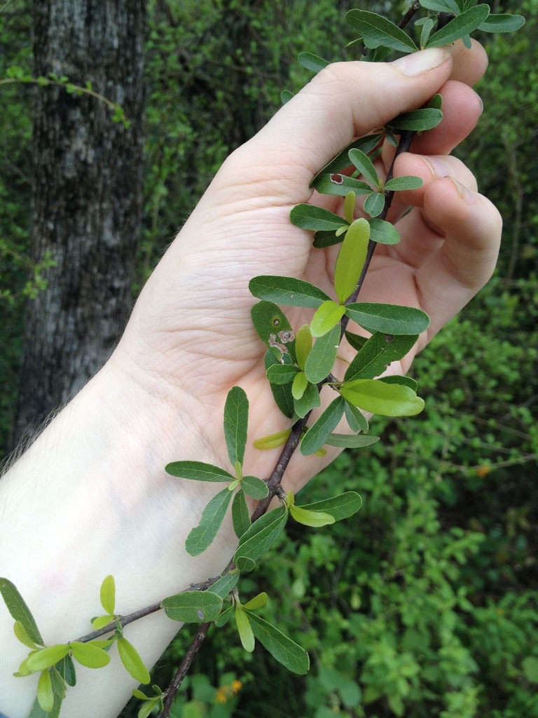Tabebuia nodosa