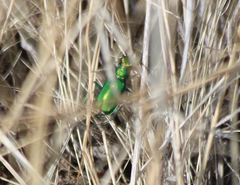 Cicindela decemnotata meriwetheri