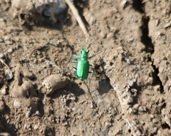 Cicindela decemnotata meriwetheri
