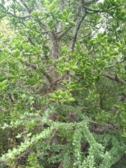 Quiabentia verticillata