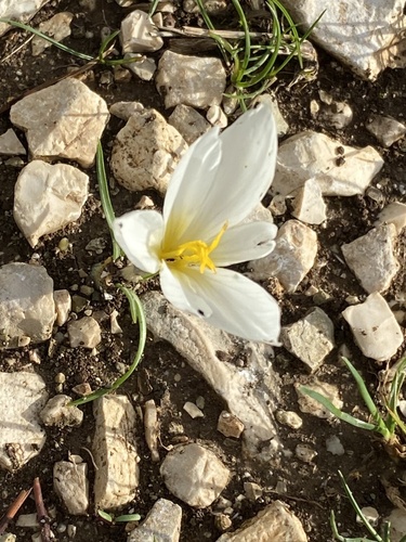 Crocus hadriaticus, photograph 2