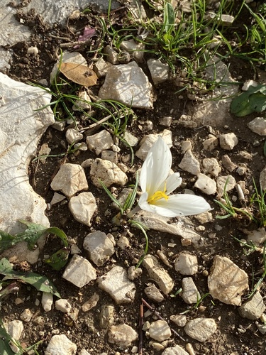 Crocus hadriaticus, photograph 3