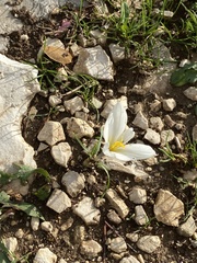 author not stated, no rights reserved Crocus hadriaticus, photograph author not stated, no rights reserved