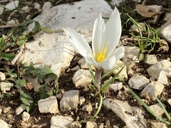 author not stated, no rights reserved Crocus hadriaticus, photograph author not stated, no rights reserved