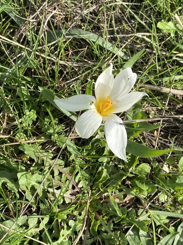 Crocus hadriaticus, photograph 1