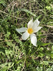 author not stated, no rights reserved Crocus hadriaticus, photograph author not stated, no rights reserved