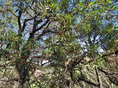 Arbutus arizonica