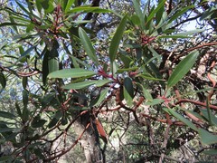 Arbutus arizonica