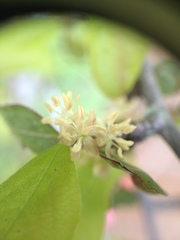 Salta triflora