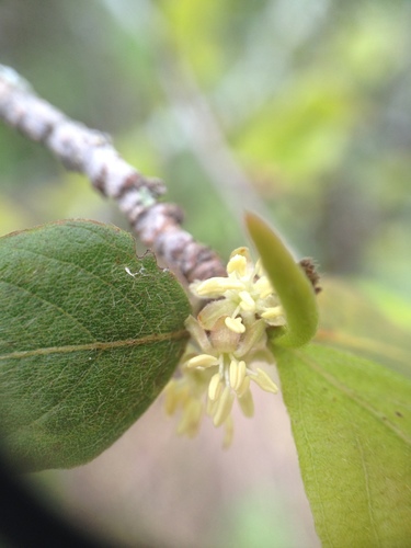 Salta triflora (Griseb.) Adr.Sanchez