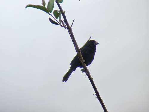 Thick-billed Seed Finch (Sporophila funerea), photo 10