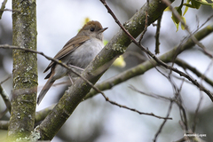 Catharus occidentalis