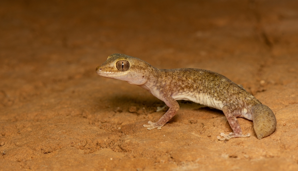 Tesselated Gecko