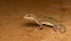 Tesselated Gecko photo 1