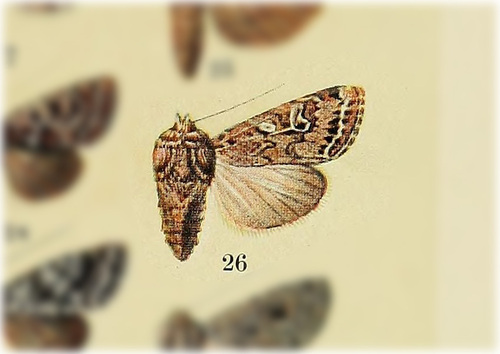 Sideridis fuscolutea
