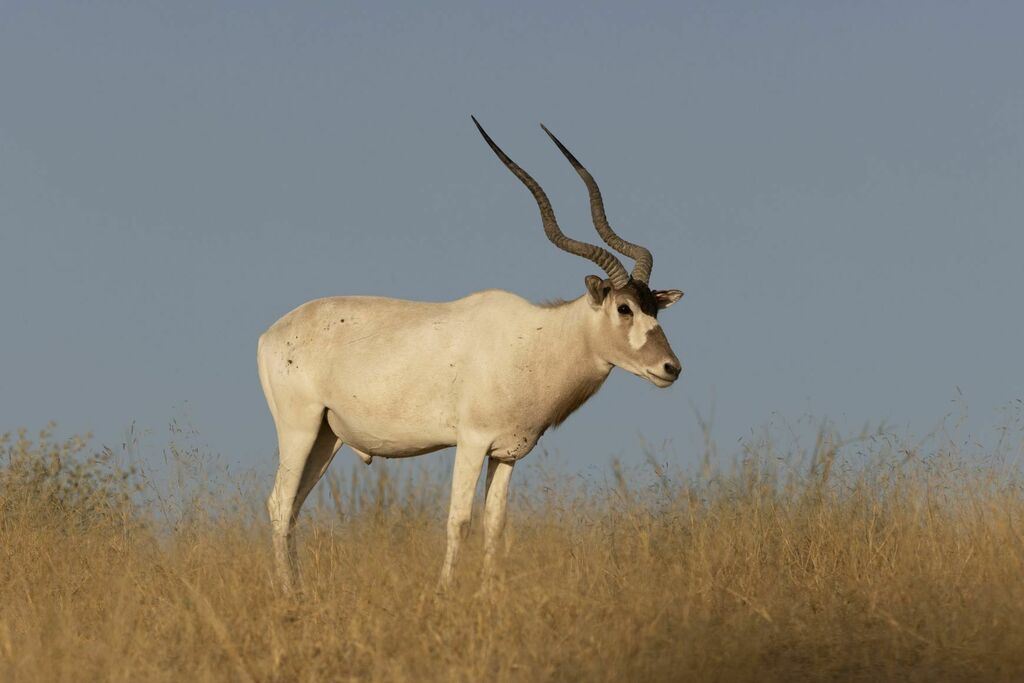旋角羚(Addax nasomaculatus) · iNaturalist